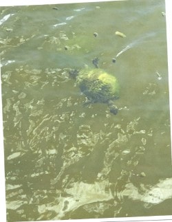 Aerial tropical landscape