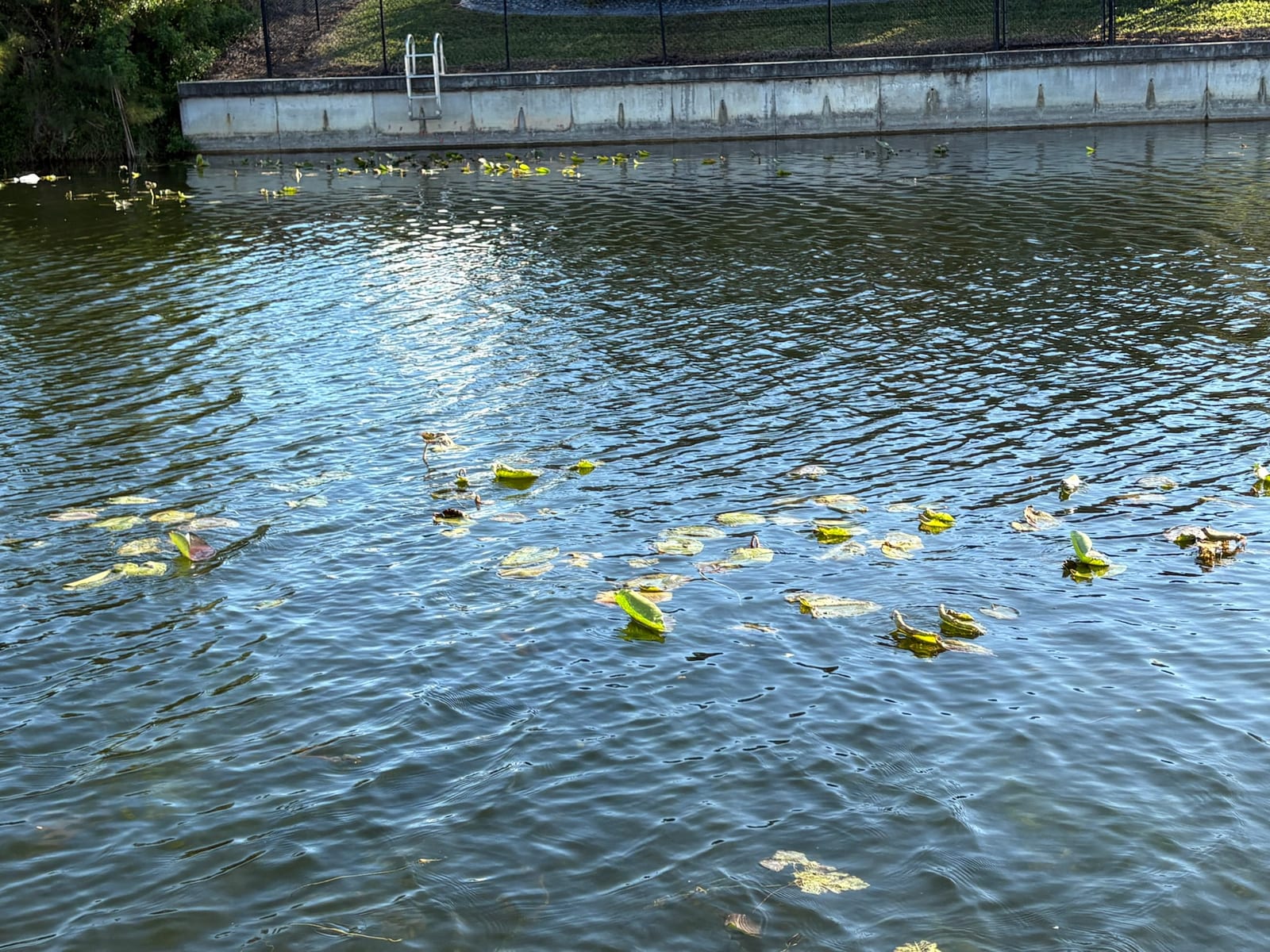 Cape Coral - Water lilies on the canal
