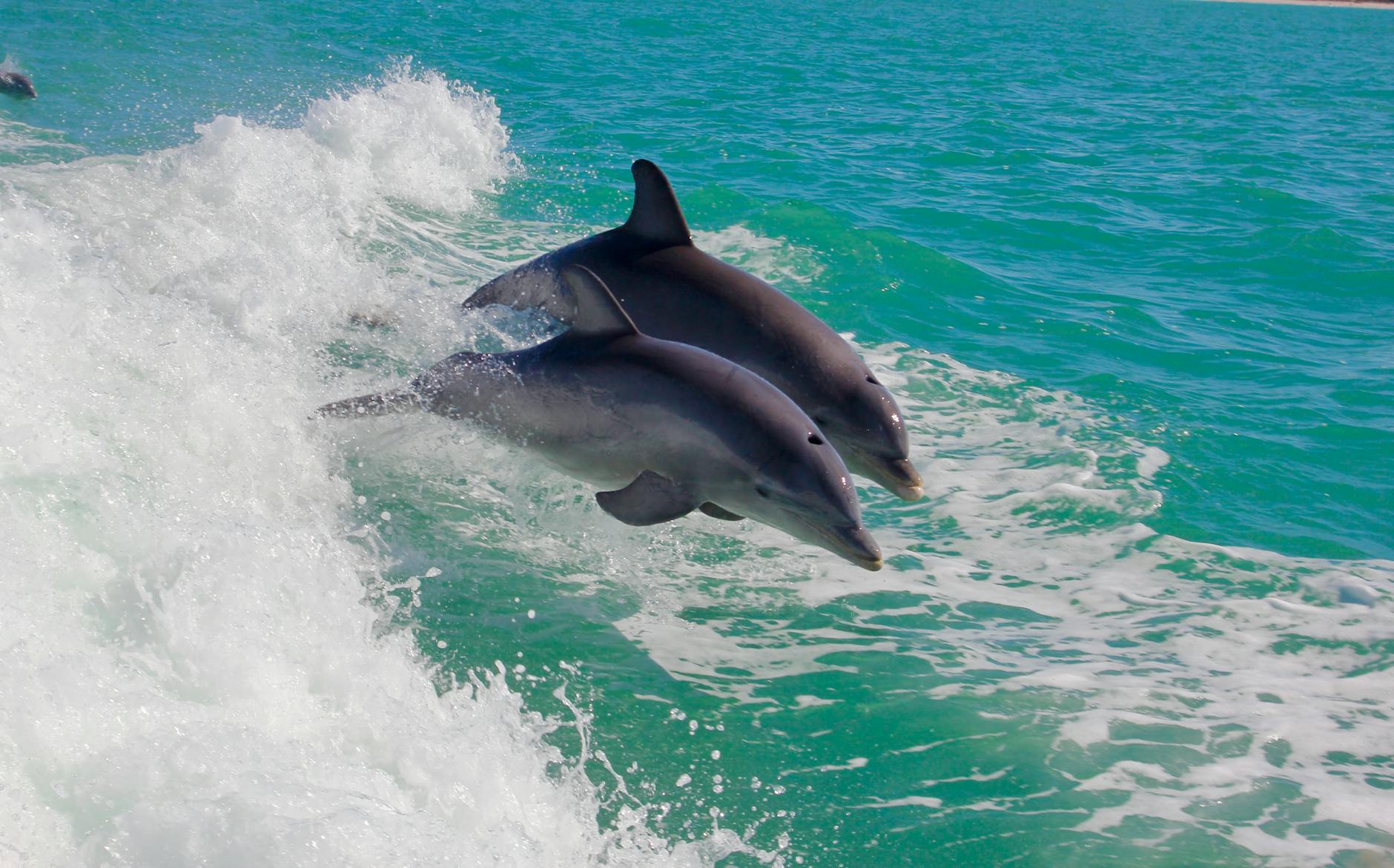 Dolphin watching