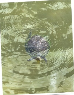 Local wildlife in the water