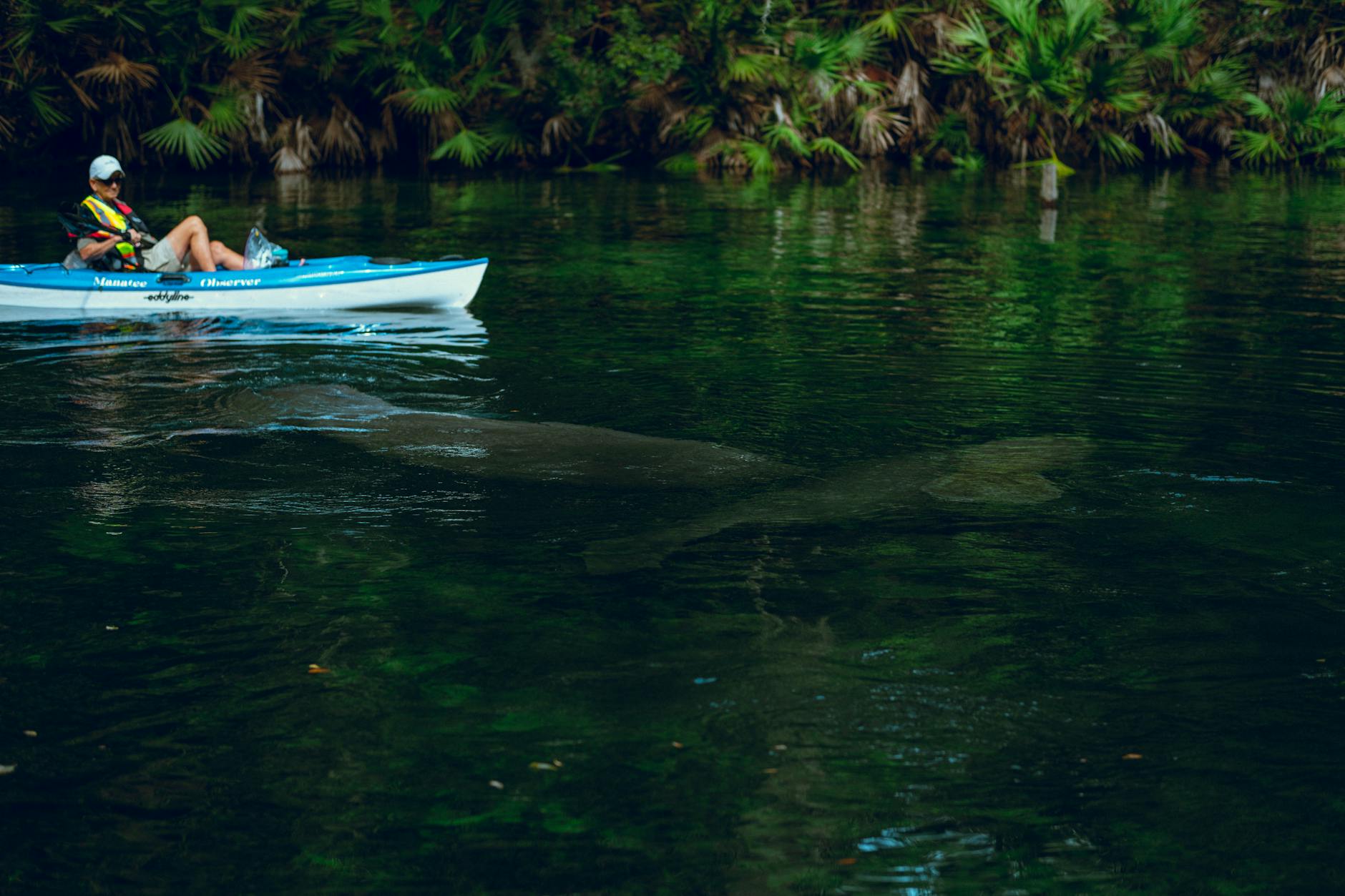 Kayaking through mangroves