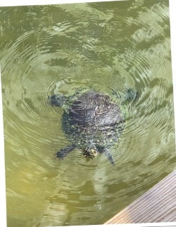 Turtle swimming in the canal